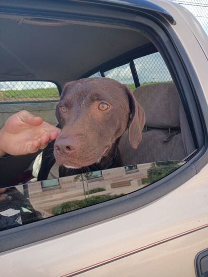 Photo of Basil, adoptable dog in Atlanta, Georgia