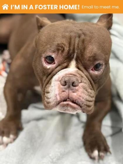 Photo of Sprinkle Sprout, adoptable dog in Baltimore, Maryland