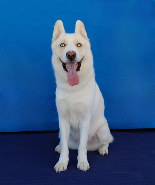 Photo of Snow, adoptable Siberian Husky in Baldwin Park, California