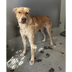 Photo of Kahlifah, adoptable German Shepherd Dog Bernese Mountain Dog in Lancaster, California