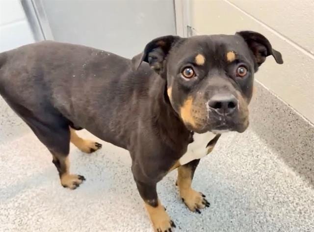 Photo of Chief, adoptable Rottweiler mix in Houston, Texas