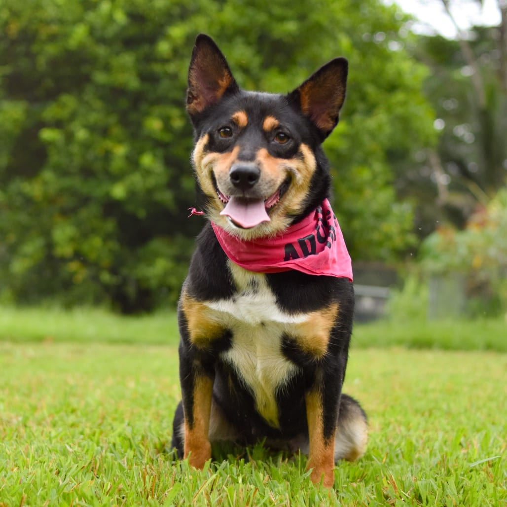 Photo of Autumn, adoptable Mixed Breed (Medium)