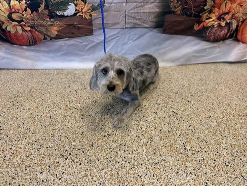 Photo of Luna, adoptable Yorkshire Terrier Yorkie in Miami, Florida