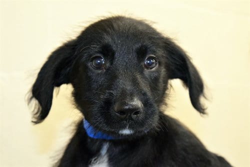 Photo of Gemma, adoptable Labrador Retriever in Ft Lauderdale, Florida