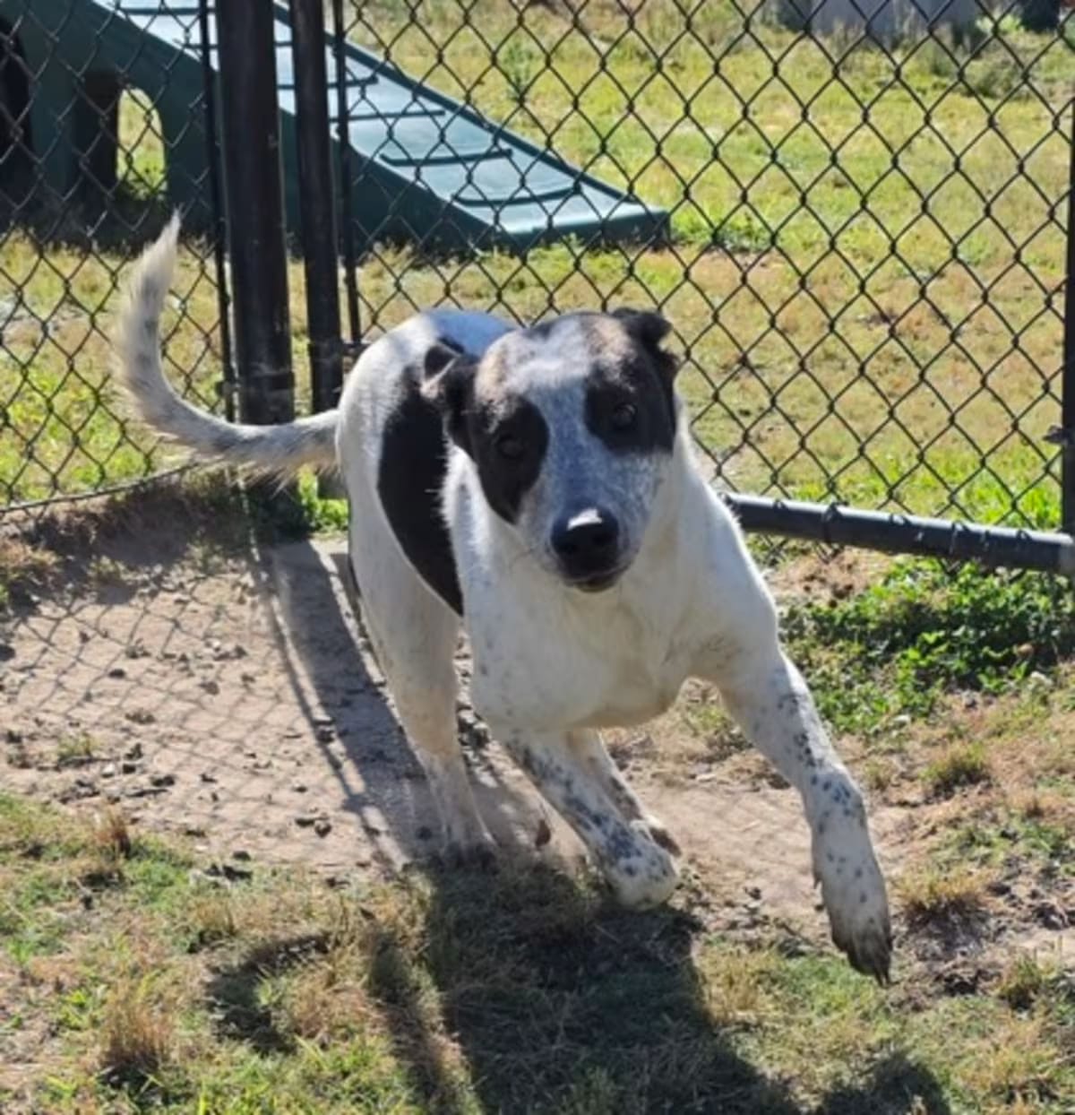 Photo of Cream, adoptable Pointer in Conway, South Carolina