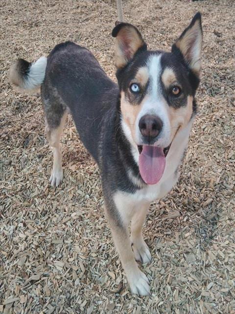 Photo of Mungo, adoptable Siberian Husky in Albuquerque, New Mexico