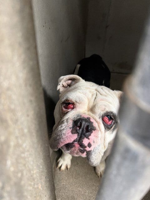 Photo of Layla, adoptable English Bulldog in San Bernardino, California