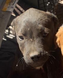 Photo of Dot, adoptable American Staffordshire Terrier in San Antonio, Texas