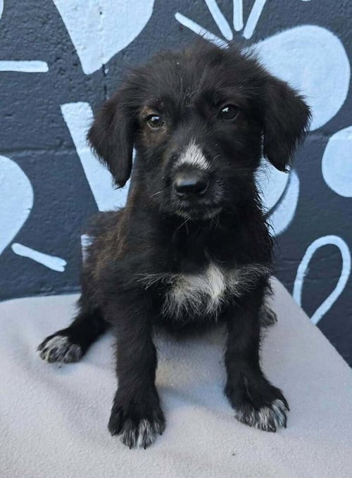 Photo of Baker (B Squad), adoptable Labrador Retriever in Brewster, New York