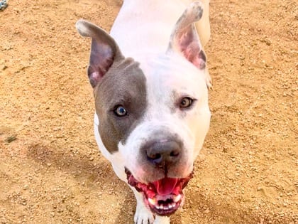 Photo of Joe Jonas, adoptable dog in Georgetown, Texas