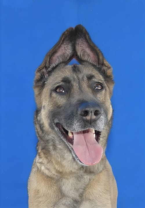Photo of Rose, adoptable German Shepherd Dog in Pasadena, California