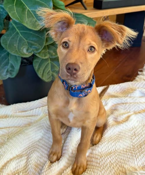 Photo of Lacy, adoptable Golden Retriever in Brooklyn Center, Minnesota