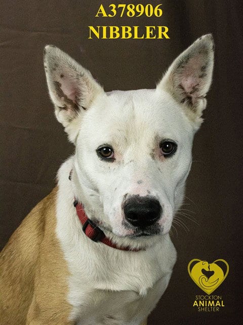 Photo of Nibbler, adoptable Australian Shepherd in Stockton, California