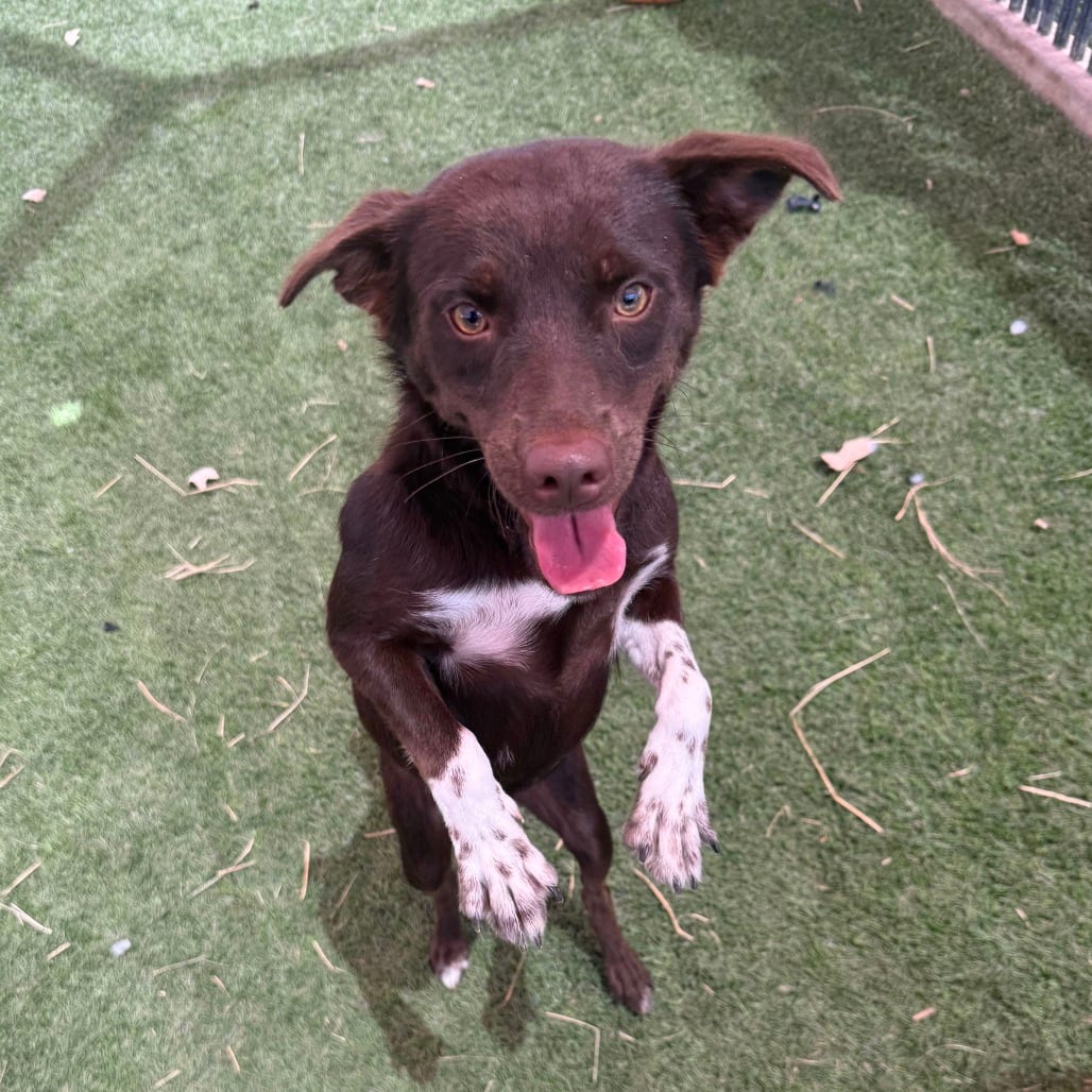Photo of Sundae, adoptable Retriever / Mix in San Antonio, Texas