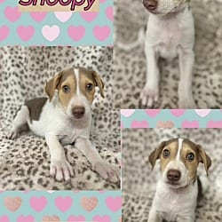 Photo of Snoopy, adoptable Brittany in East Hartford, Connecticut