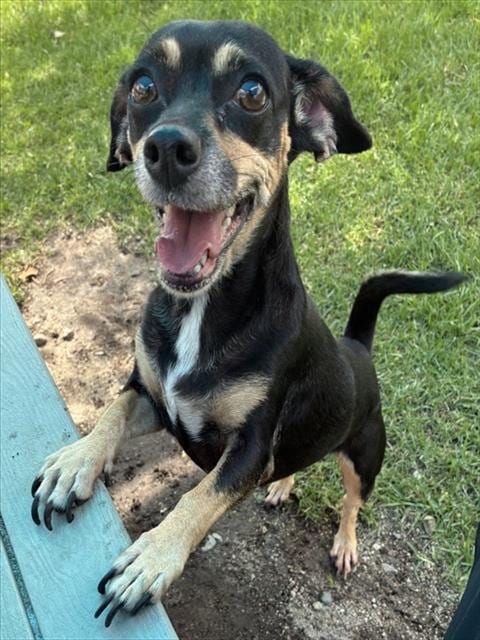 Photo of Silly, adoptable Chihuahua in San Bernardino, California