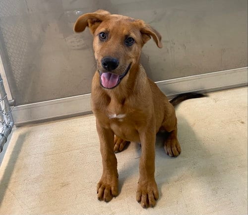Photo of Mojo, adoptable Labrador Retriever in Gun Barrel City, Texas