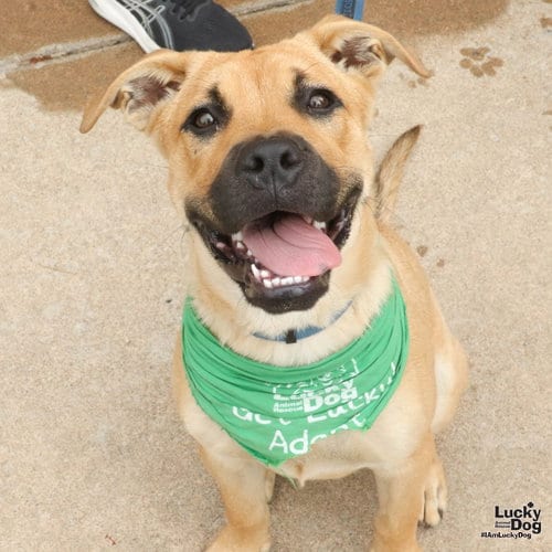 Photo of Searcher, adoptable Labrador Retriever in Washington, District of Columbia