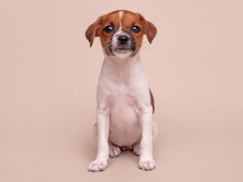 Photo of Discount: Homegoods, adoptable Chihuahua in Romoland, California