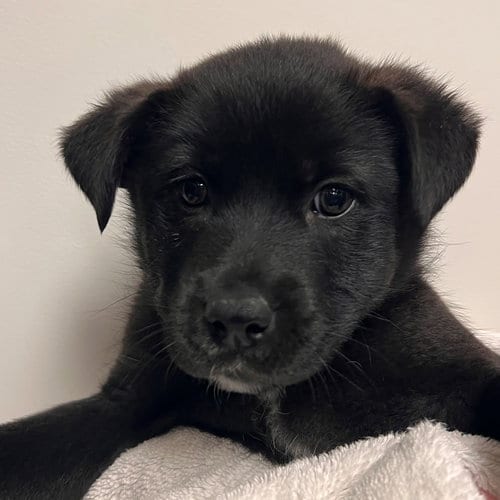 Photo of Sweet Potato, adoptable Unknown breed in Rancho Santa Fe, California