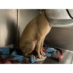 Photo of Connie, adoptable American Pit Bull Terrier in Baton Rouge, Louisiana