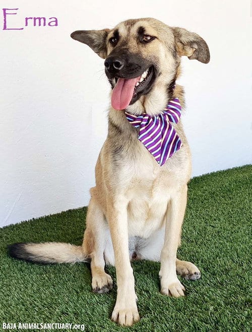 Photo of Erma, adoptable German Shepherd Dog in San Diego, California