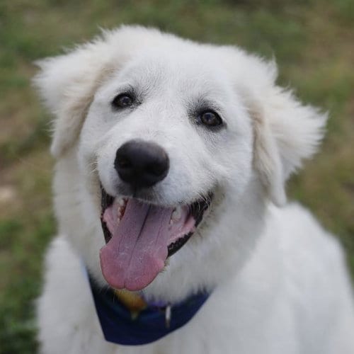 Photo of Califlower, adoptable Great Pyrenees in San Antonio, Texas