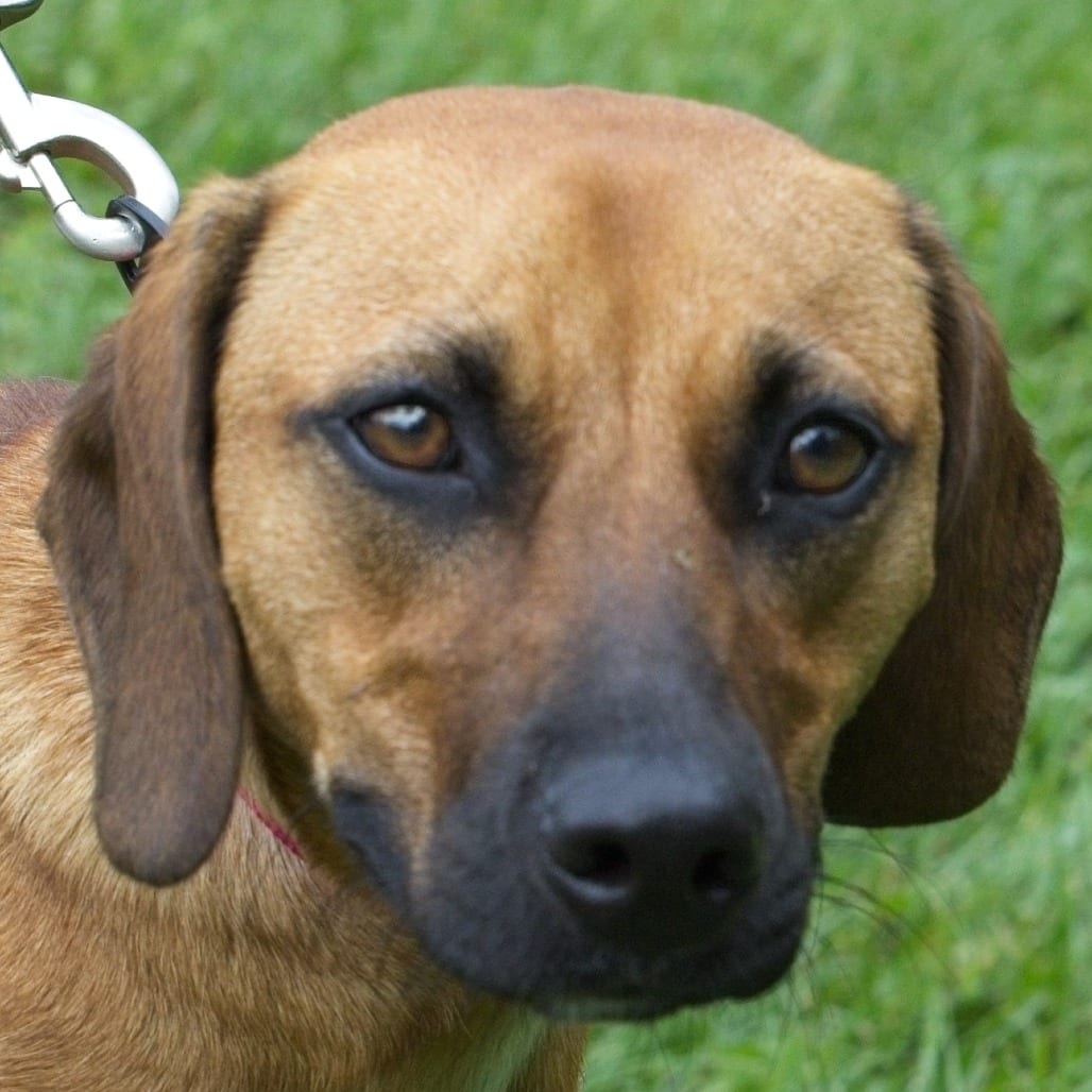 Photo of Chelsea, adoptable Beagle in South Elgin, Illinois