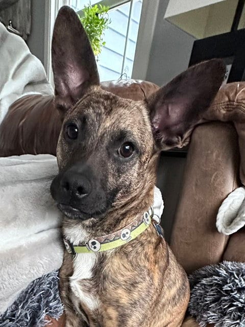 Photo of Baxter, adoptable Terrier in Plainfield, Illinois