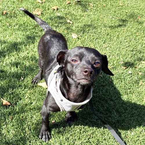 Photo of Bitsy (bonded with Itsy 83568), adoptable Chihuahua in Oakland, California