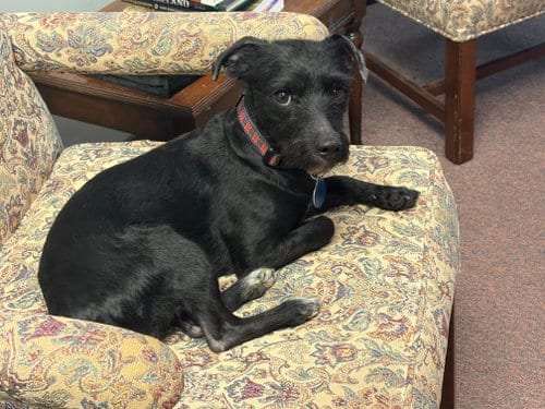 Photo of Bobby: Miracle Boy, adoptable Patterdale Terrier (Fell Terrier) in Rootstown, Ohio