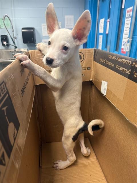 Photo of Dorothy, adoptable Terrier in San Antonio, Texas