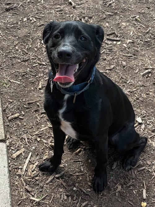 Photo of Jax #1, adoptable Black Labrador Retriever in Martinsburg, West Virginia