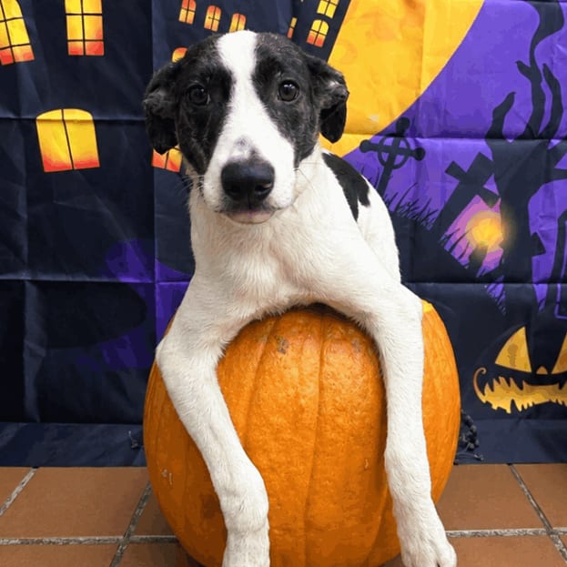 Photo of Cinderella, adoptable Catahoula Leopard Dog in Jefferson, New Jersey