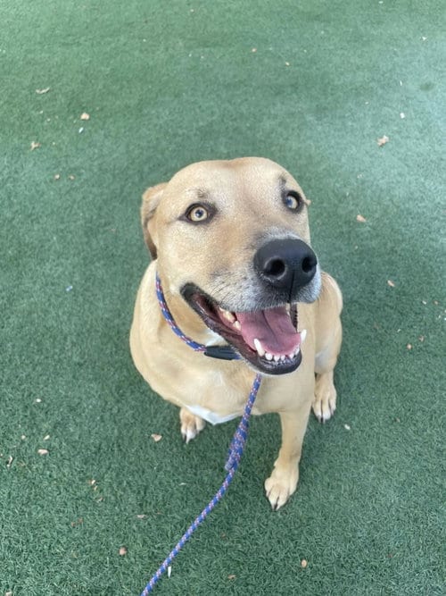 Photo of Tommy, adoptable Shepherd in Rockwall, Texas