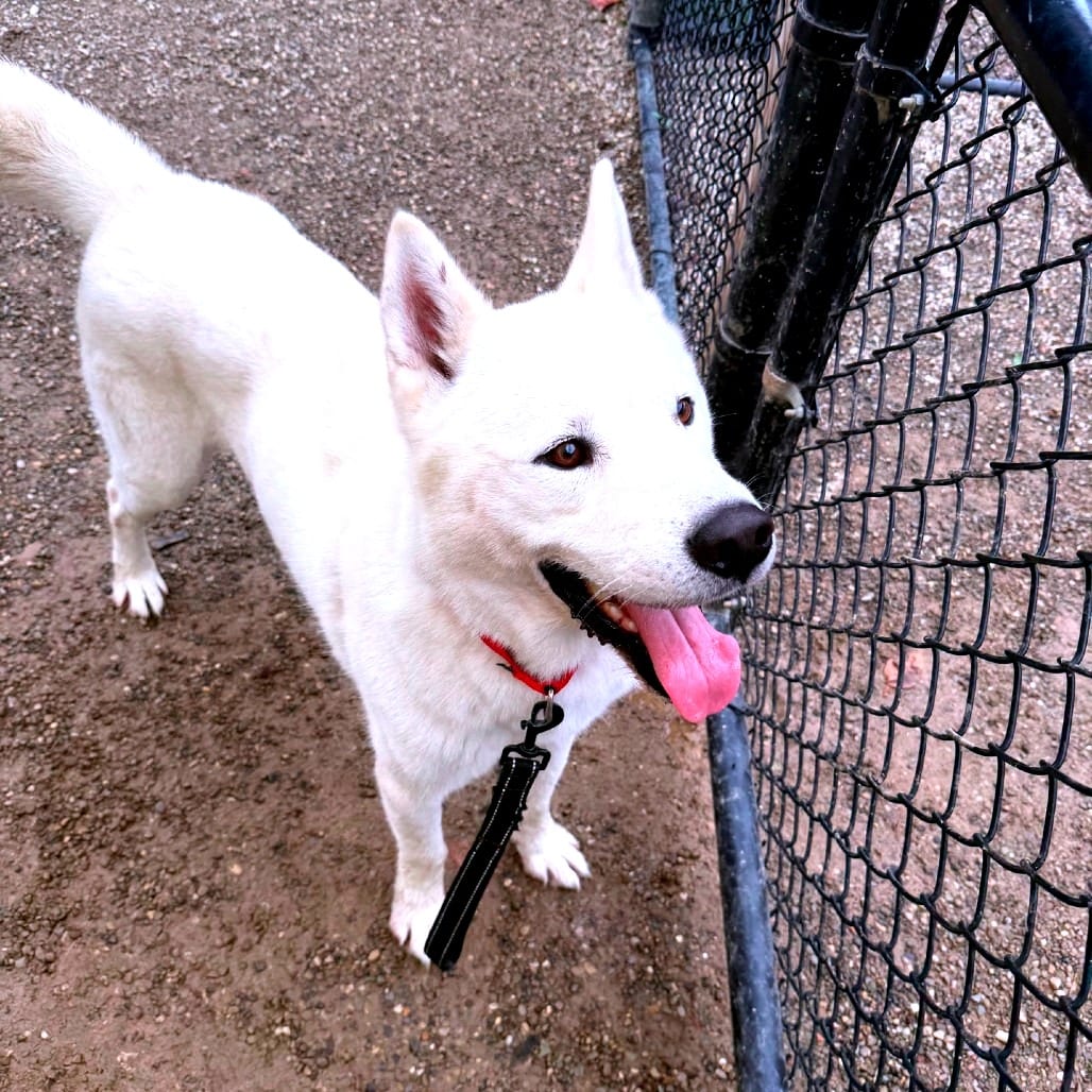 Photo of Bobo, adoptable Husky, Siberian in Berea, Ohio