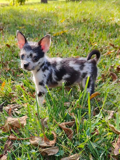Photo of Journey, adoptable Chihuahua in St. Louis Park, Minnesota