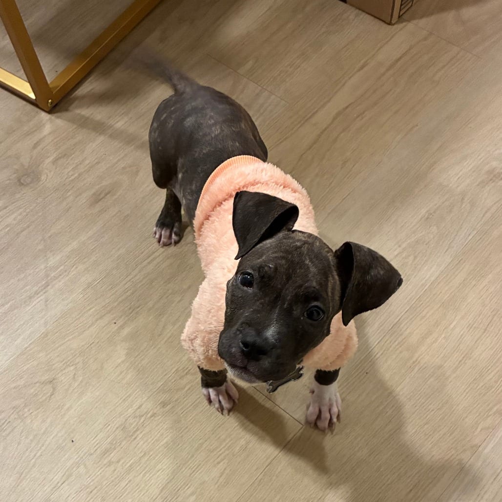 Photo of Sadie D71322, adoptable Terrier, American Pit Bull / Mixed Breed (Medium) in Minnesota, Minnesota