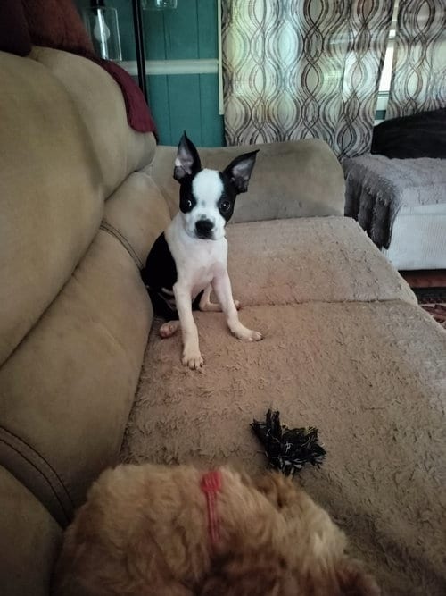 Photo of Cami, adoptable Boston Terrier in HOPKINSVILLE/PRINCETON, KY, New Hampshire