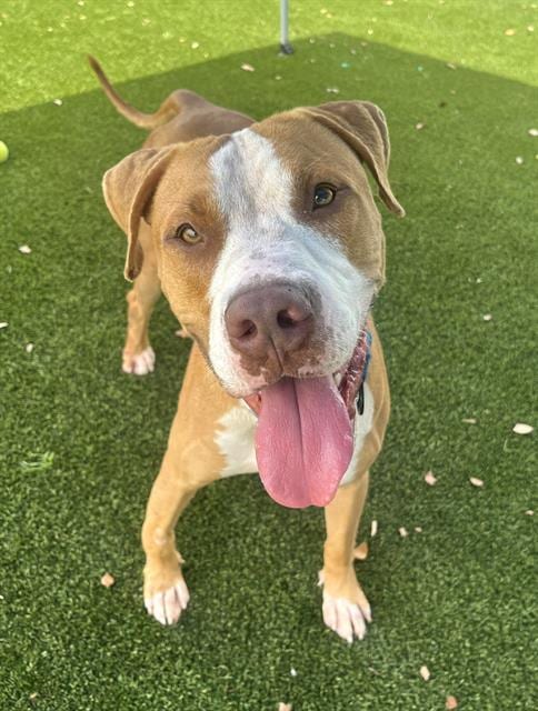 Photo of Terry, adoptable Terrier mix in Miami, Florida