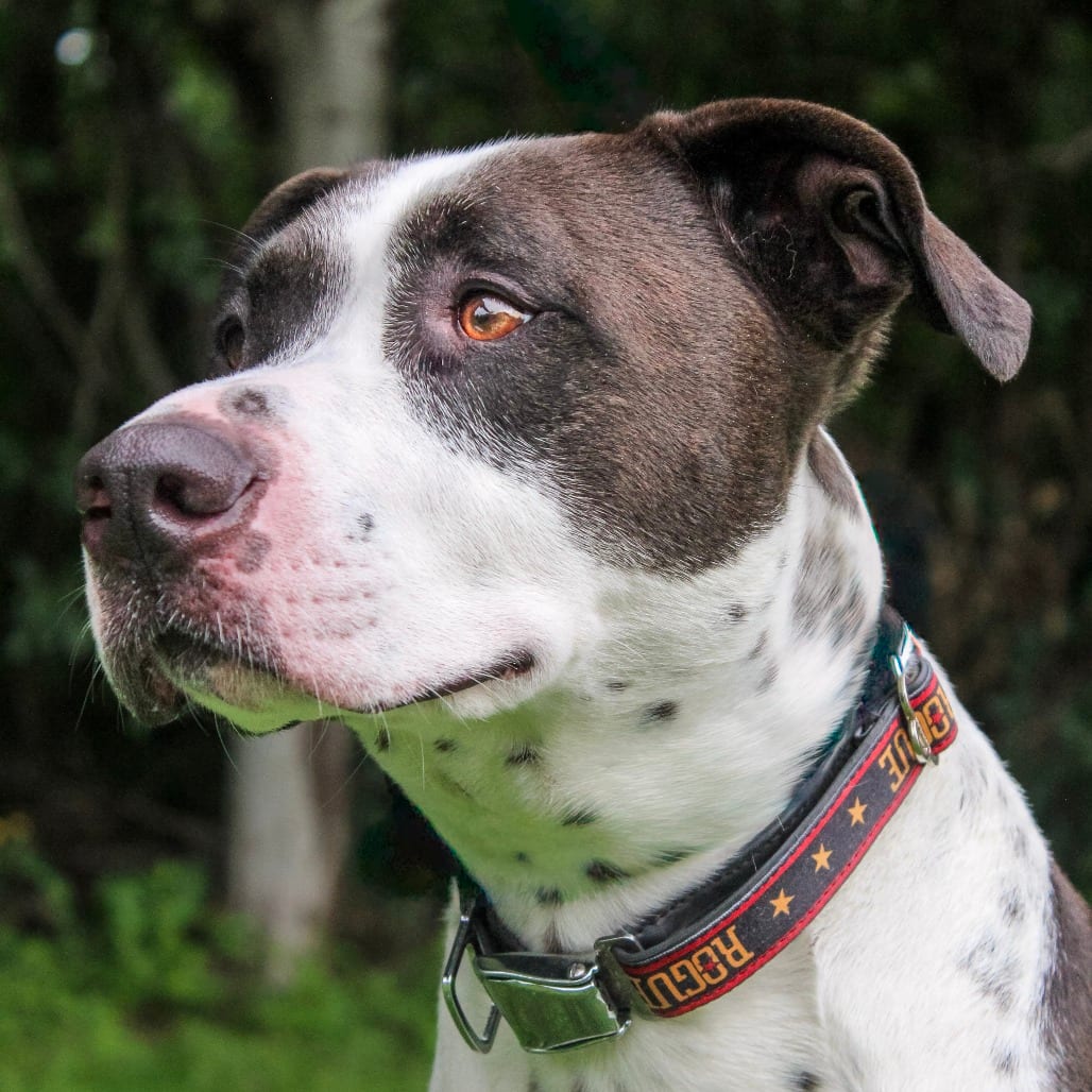 Photo of Dewey 53, adoptable Terrier, American Staffordshire / Retriever, Labrador in Canastota, New York