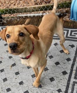 Photo of Hal, a loving shadow, adoptable Golden Retriever in Coventry, Connecticut