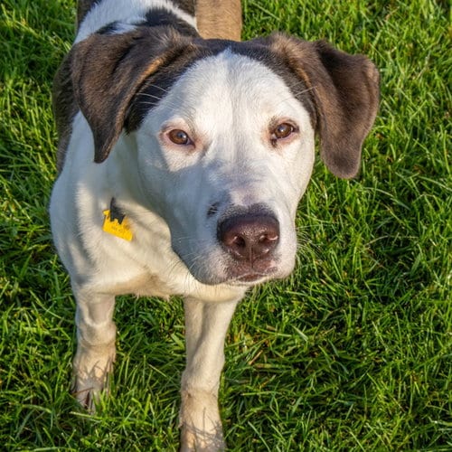 Photo of Kris, adoptable Labrador Retriever in Maryland, Missouri