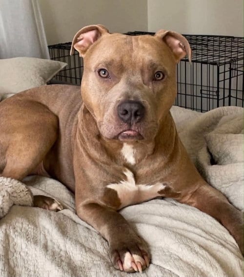 Photo of Mac, adoptable American Pit Bull Terrier in Germantown, Ohio