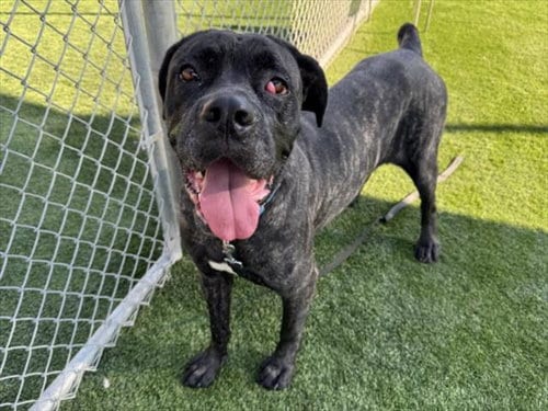 Photo of Momo, adoptable Mastiff in Los Angeles, California