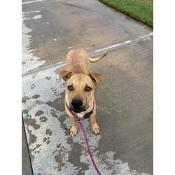 Photo of Stewie, adoptable Shar Pei in Jurupa Valley, California