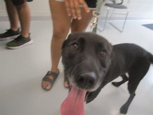 Photo of A390463, adoptable Labrador Retriever in Ocala, Florida