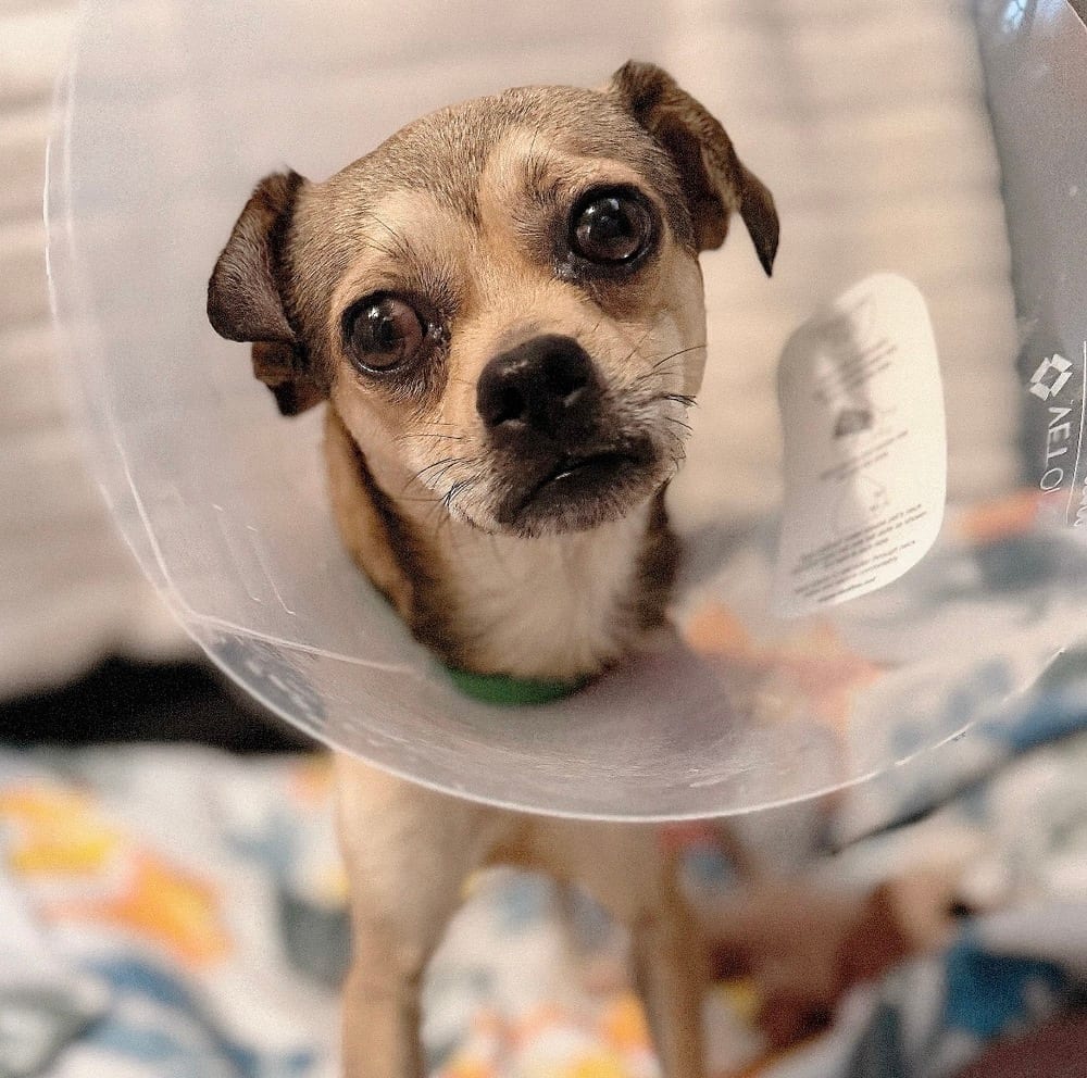 Photo of Yoshi, adoptable Chihuahua in Eugene, Oregon