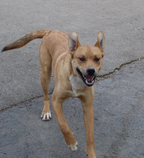 Photo of Simon, adoptable Boxer in Burnsville, Minnesota