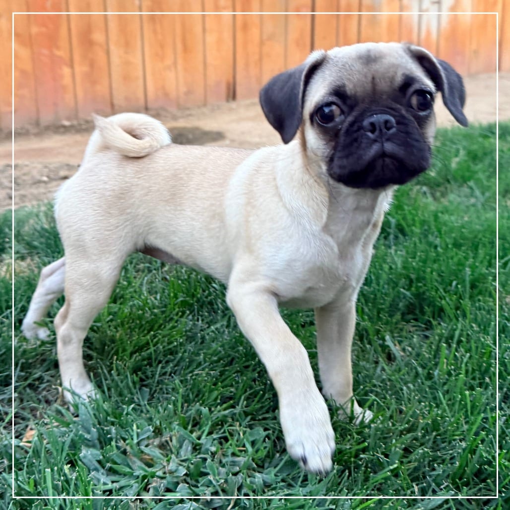 Photo of Bootsie, adoptable Pug in California, California